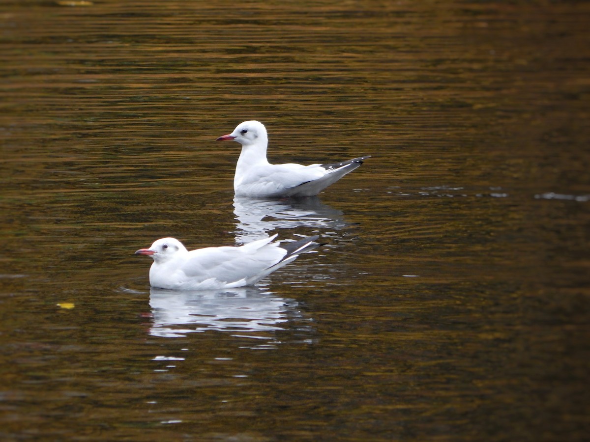Black-headed Gull - ML645200772
