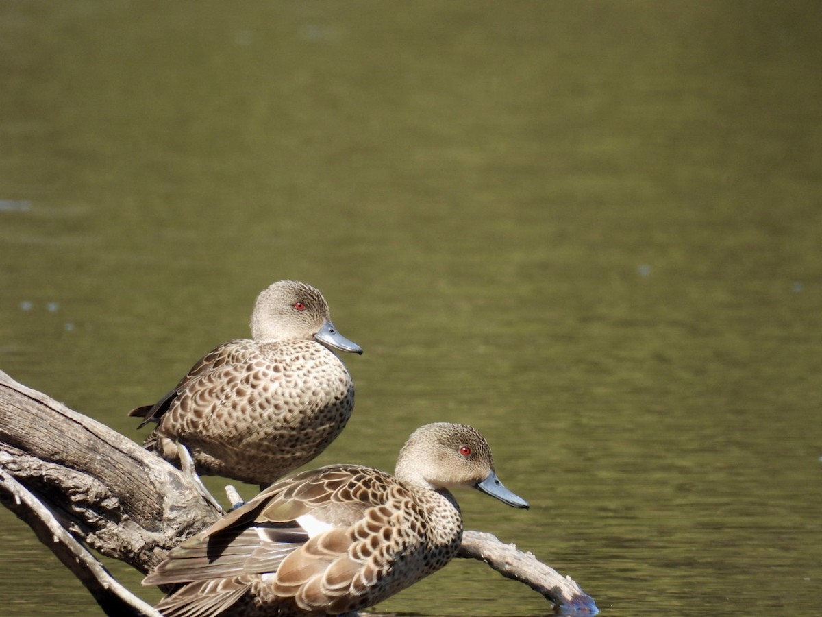 Gray Teal - ML645200773