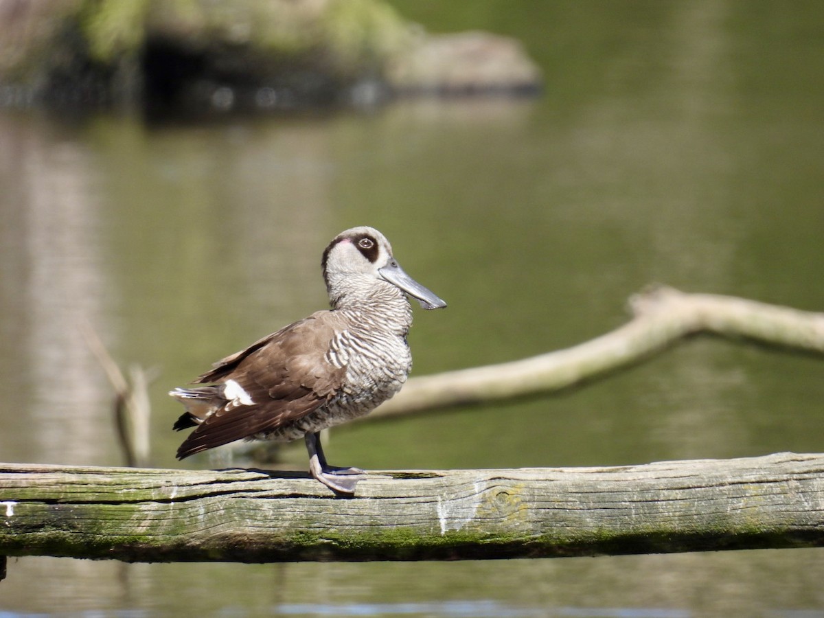 Pink-eared Duck - ML645200775