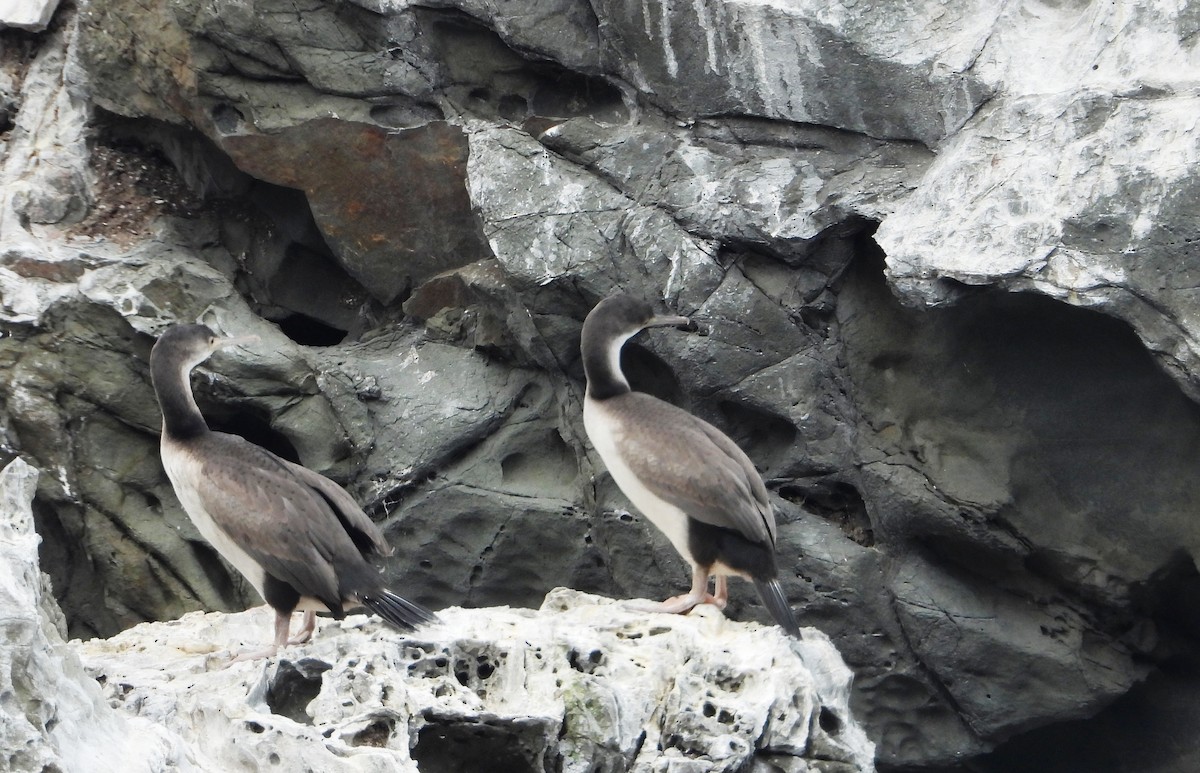 Spotted Shag - ML645200776