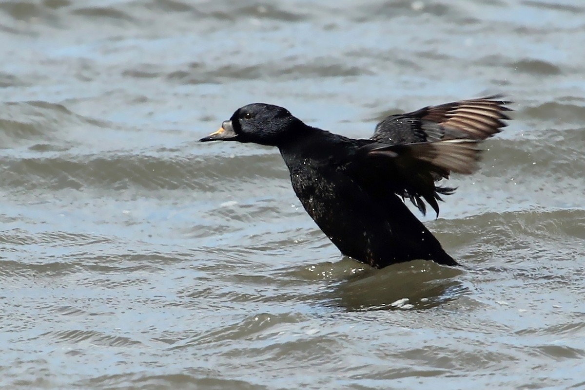 Common Scoter - ML645200777