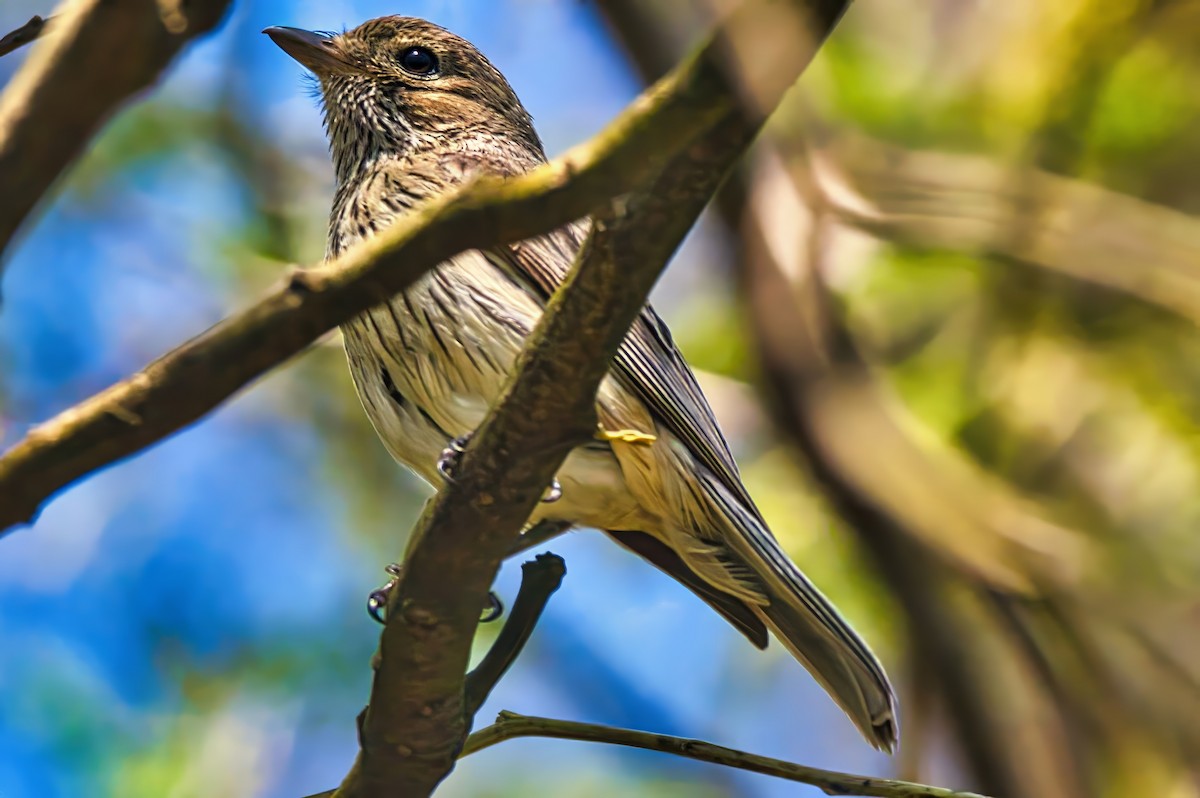 Rufous Whistler - ML645200778