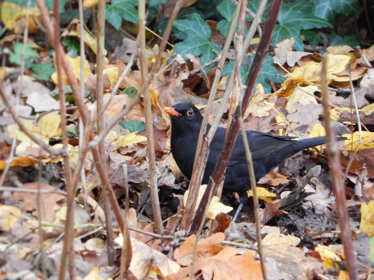 Eurasian Blackbird - ML645200779