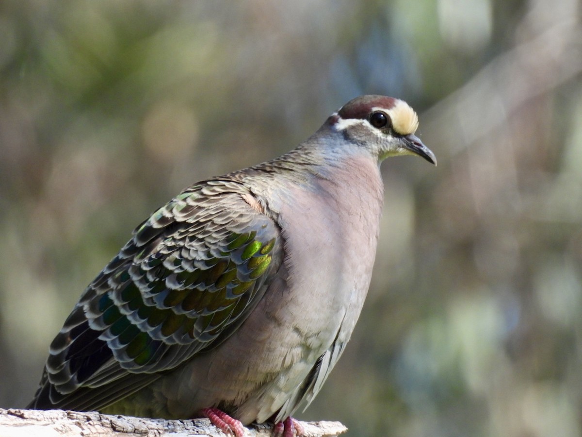 Common Bronzewing - ML645200780