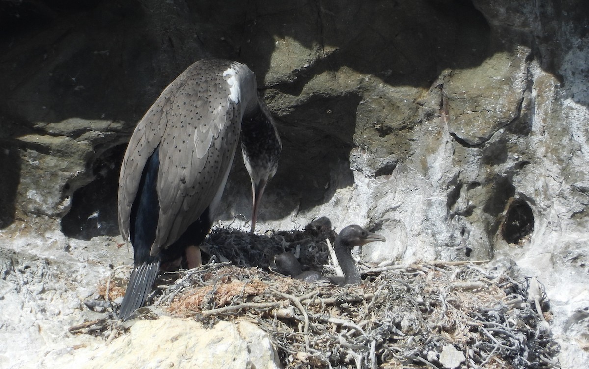 Spotted Shag - ML645200781