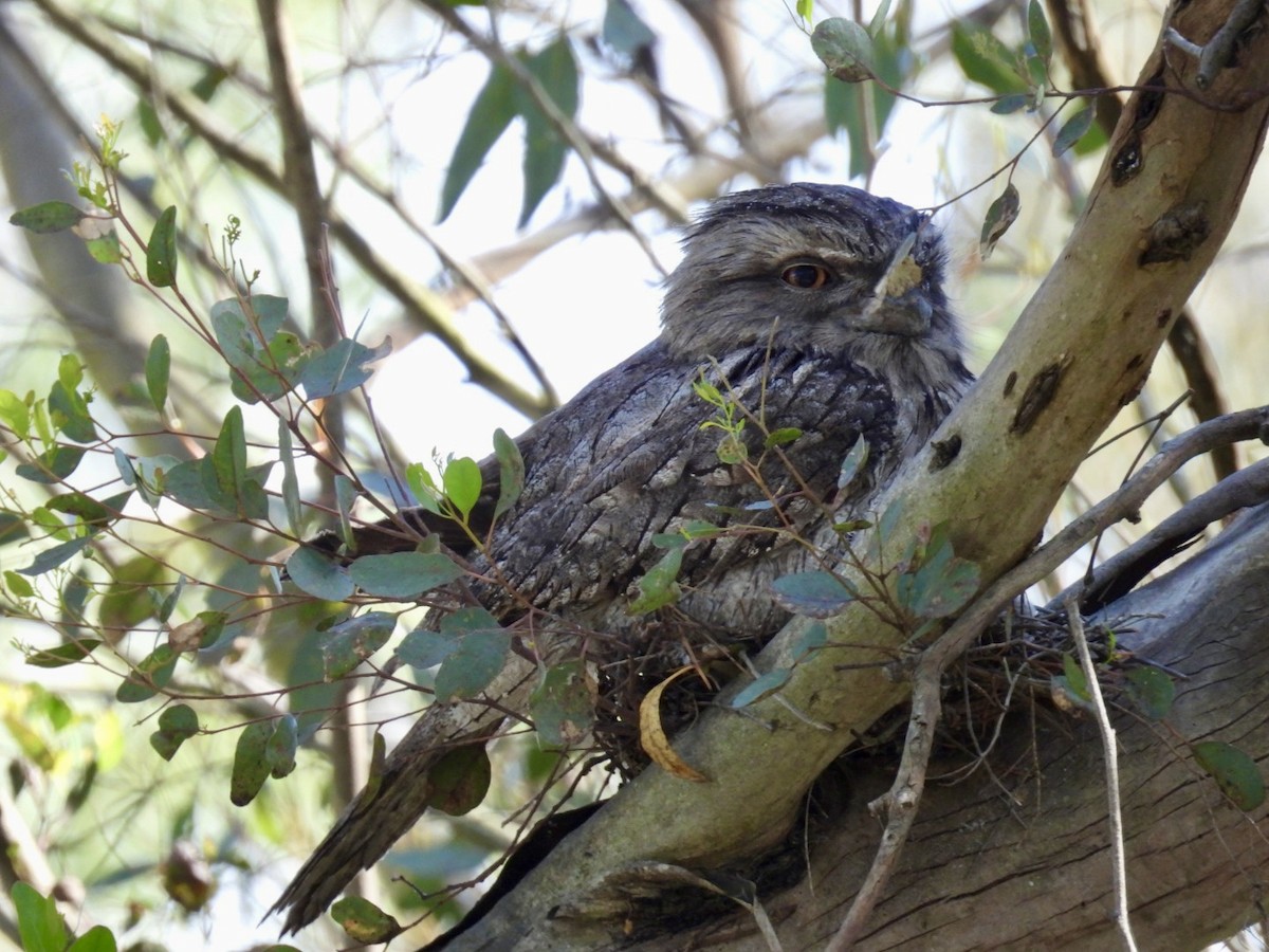 Tawny Frogmouth - ML645200782