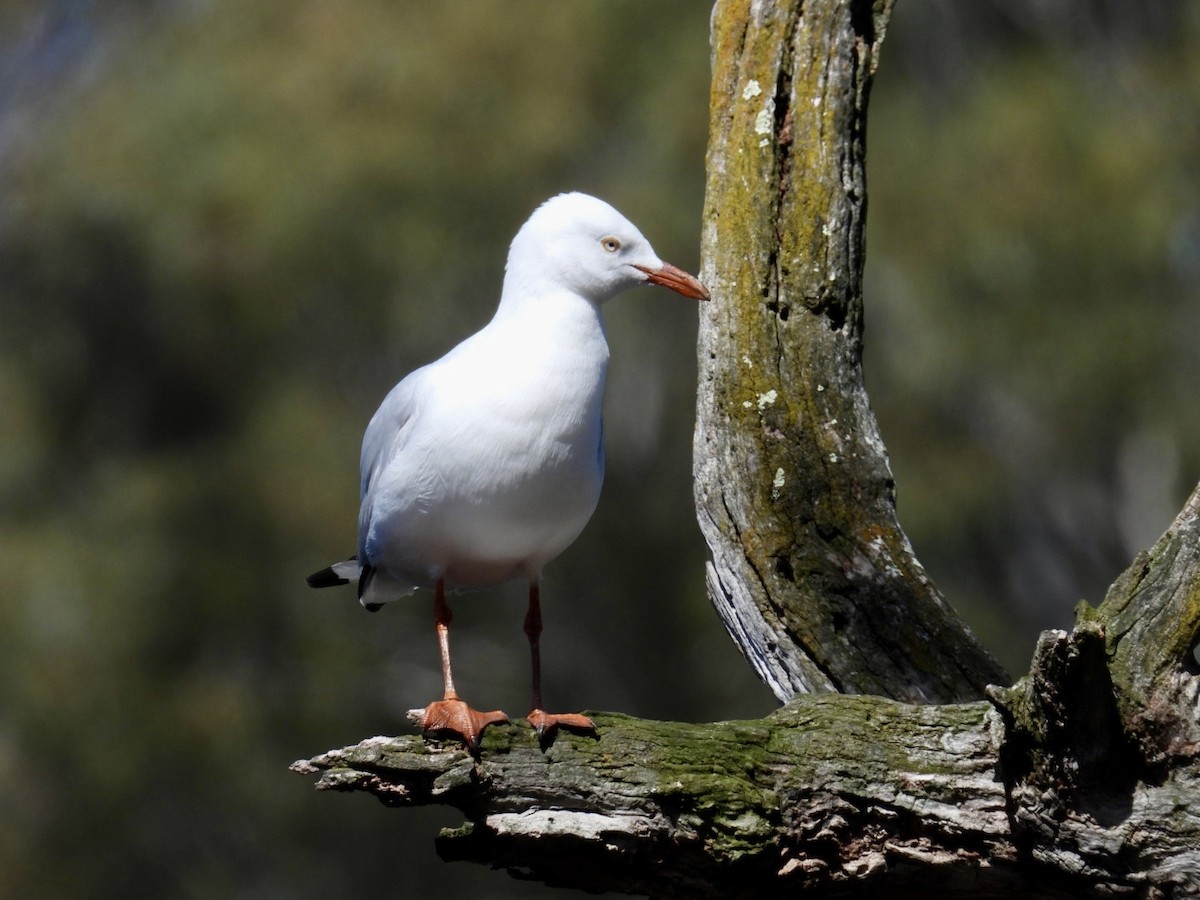 Silver Gull - ML645200783