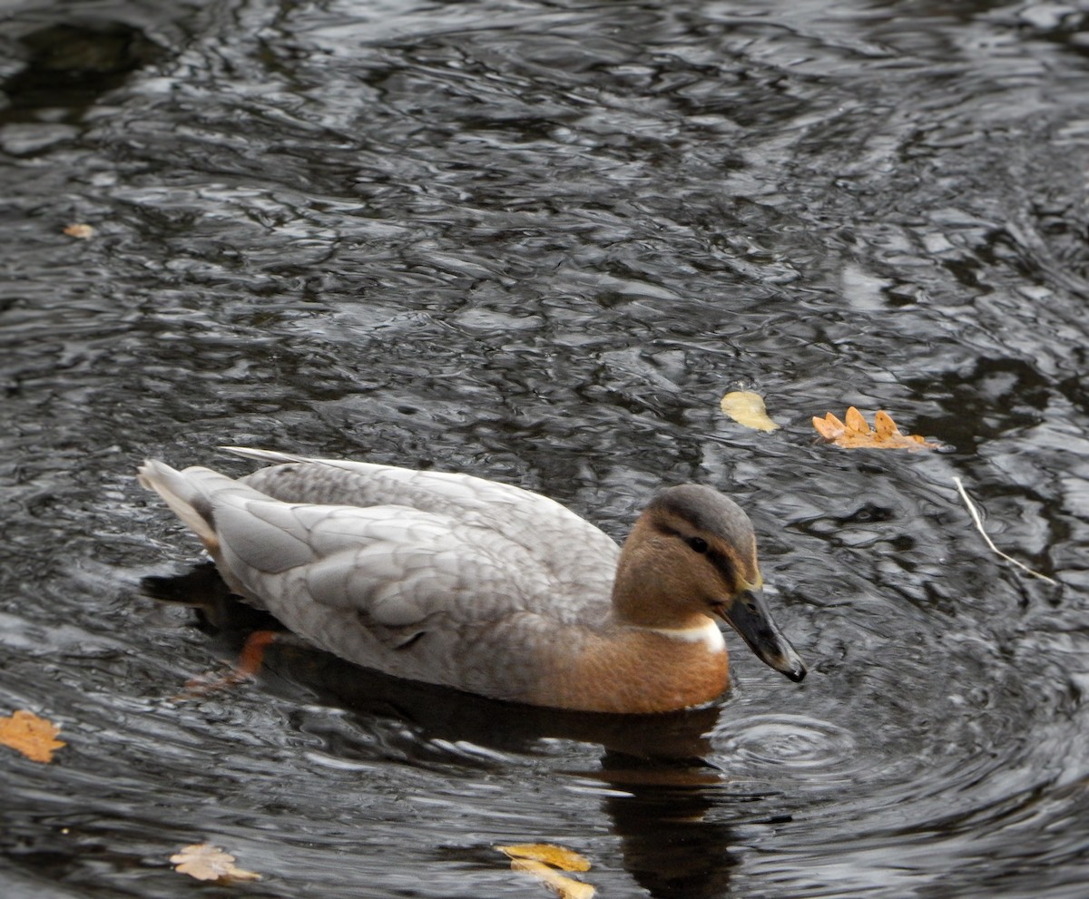 Mallard - ML645200785