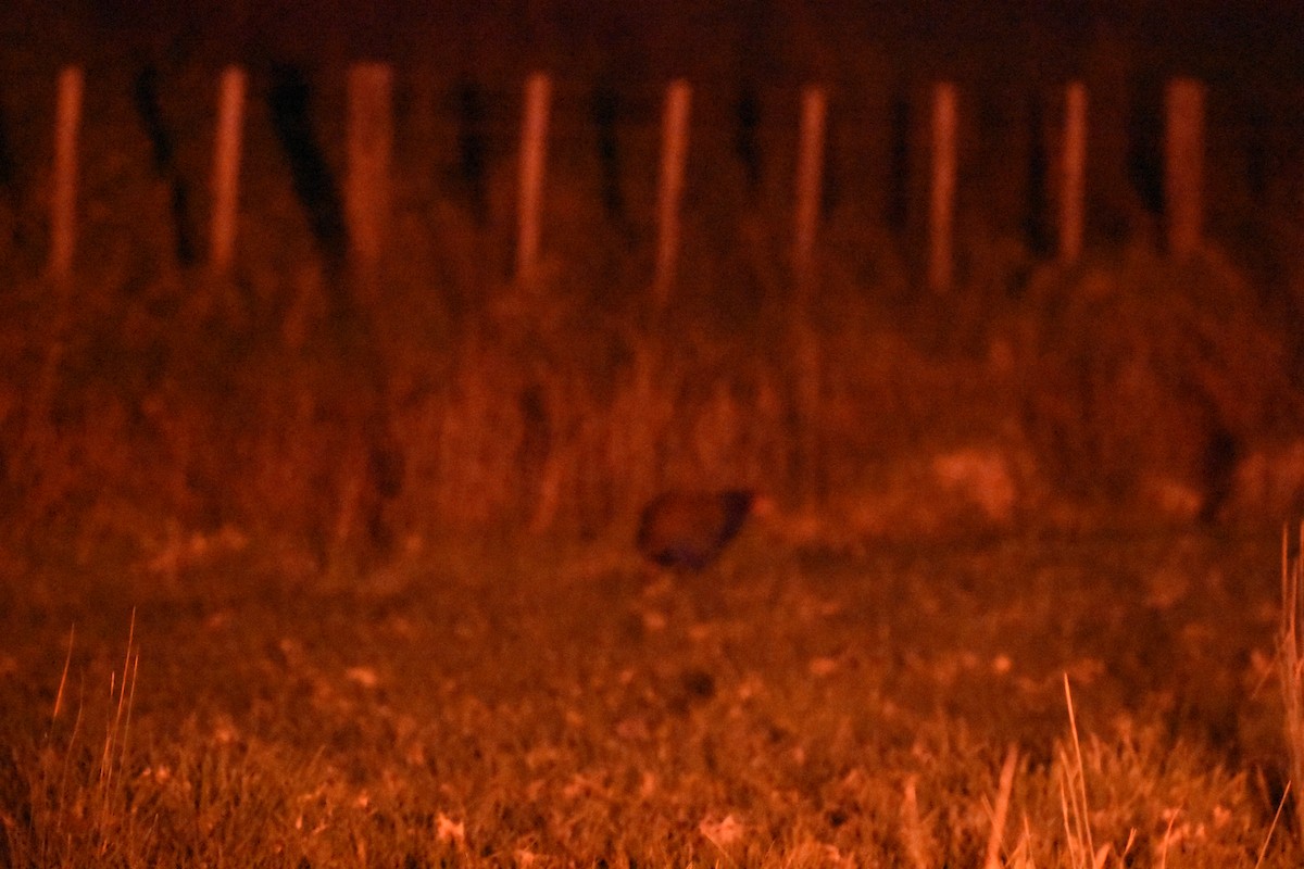 South Island Takahe - ML645200787