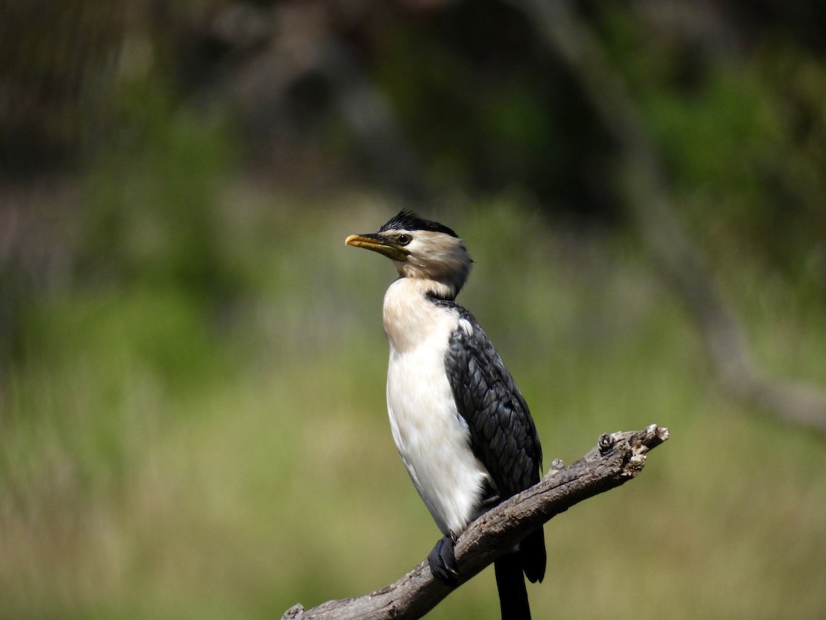 Little Pied Cormorant - ML645200788