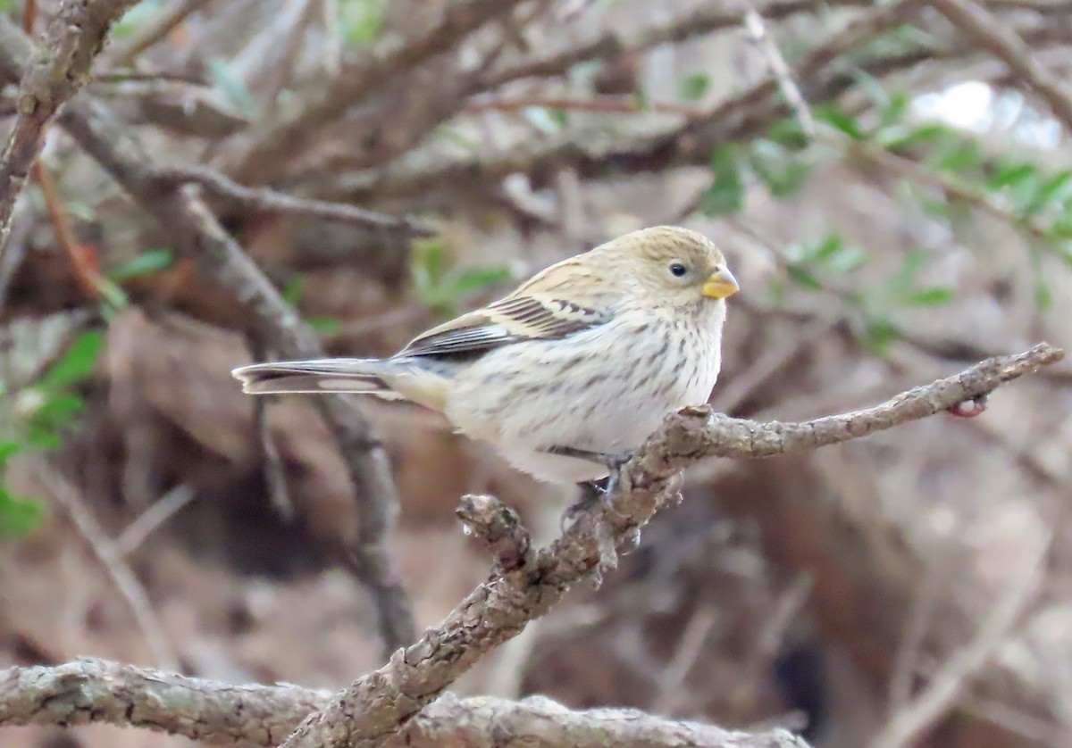 Band-tailed Seedeater - ML645200789