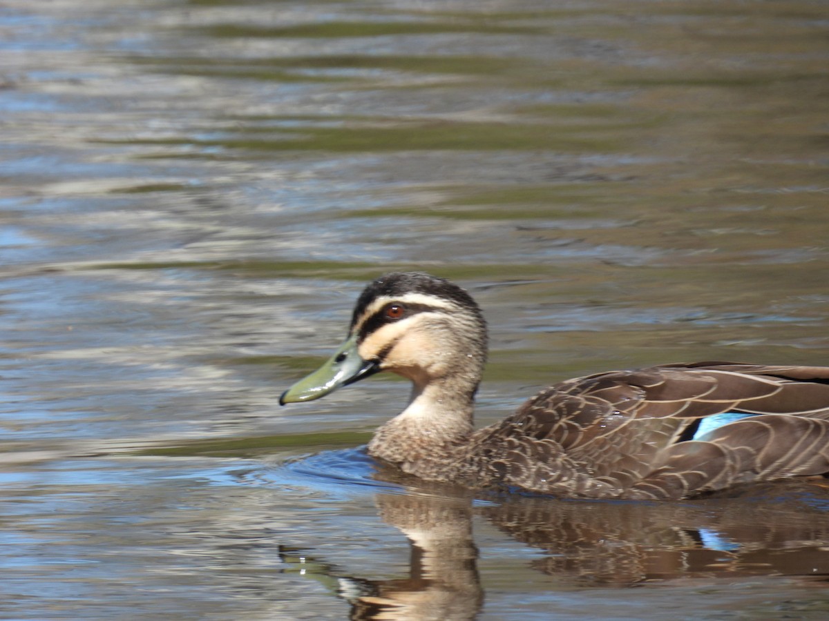 Pacific Black Duck - ML645200790