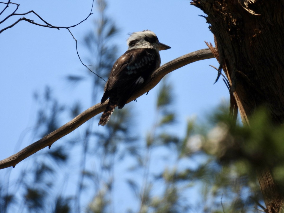 Laughing Kookaburra - ML645200791