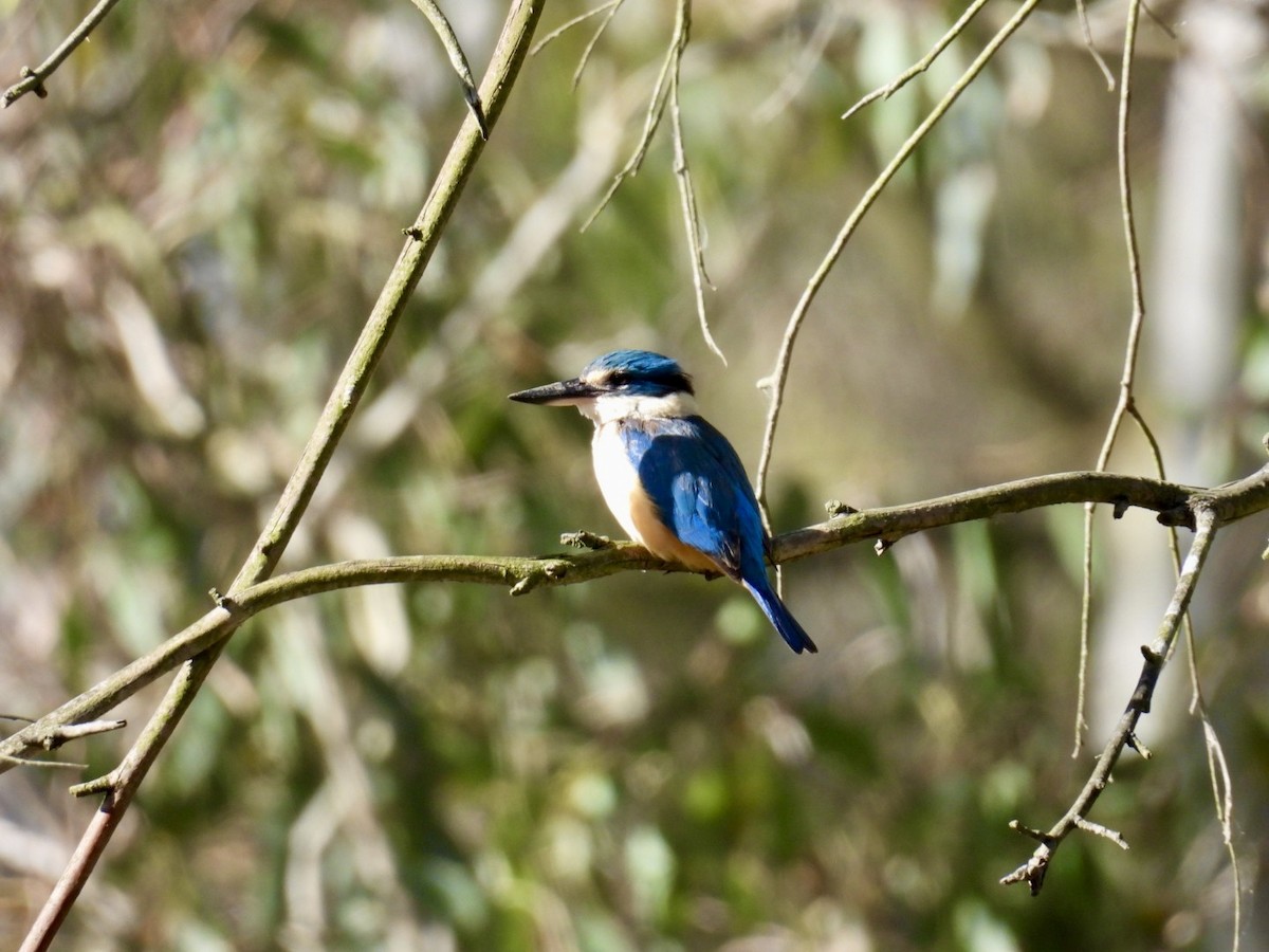 Sacred Kingfisher - ML645200792