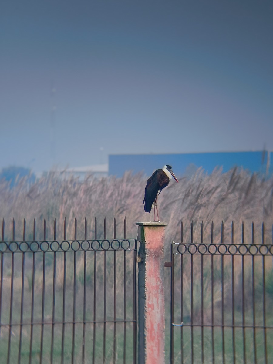 Asian Woolly-necked Stork - ML645200794