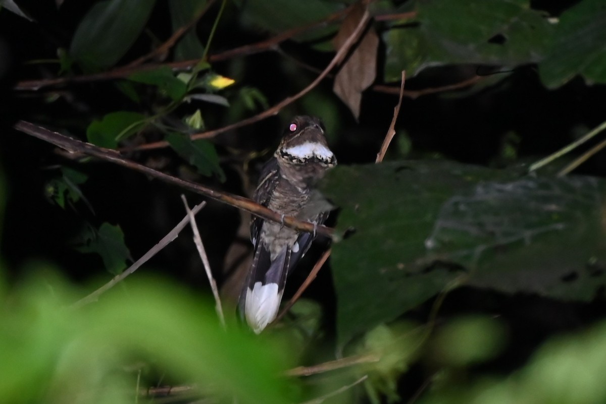 Jerdon's Nightjar - ML645200795