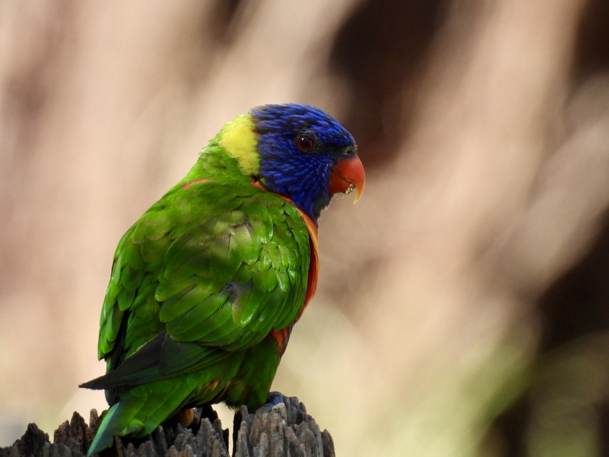 Rainbow Lorikeet - ML645200796