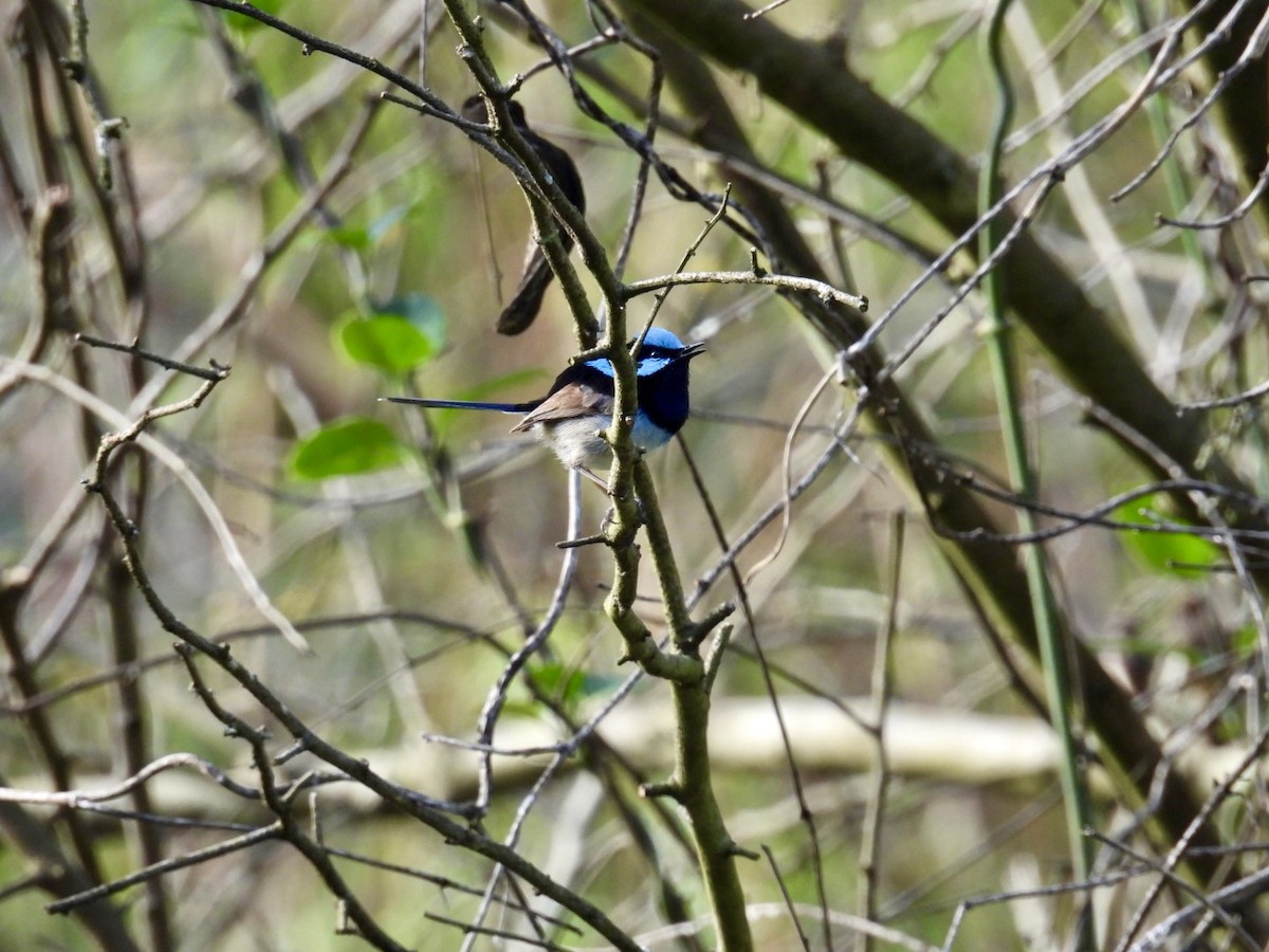 Superb Fairywren - ML645200798