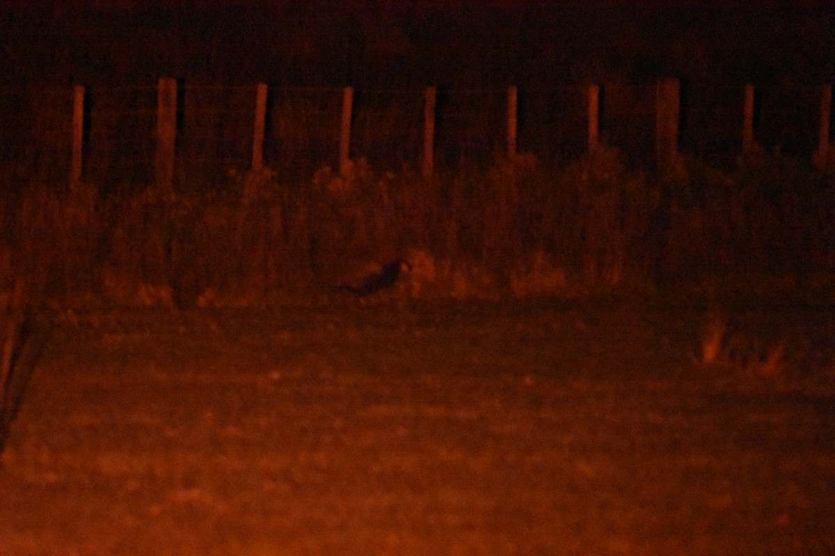 South Island Takahe - ML645200799