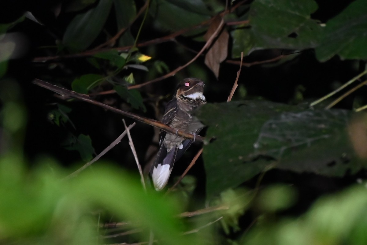 Jerdon's Nightjar - ML645200801