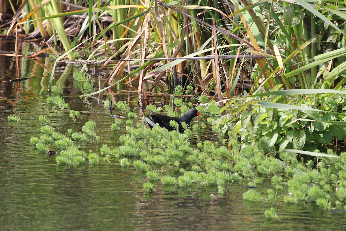 Eurasian Moorhen - ML645200802