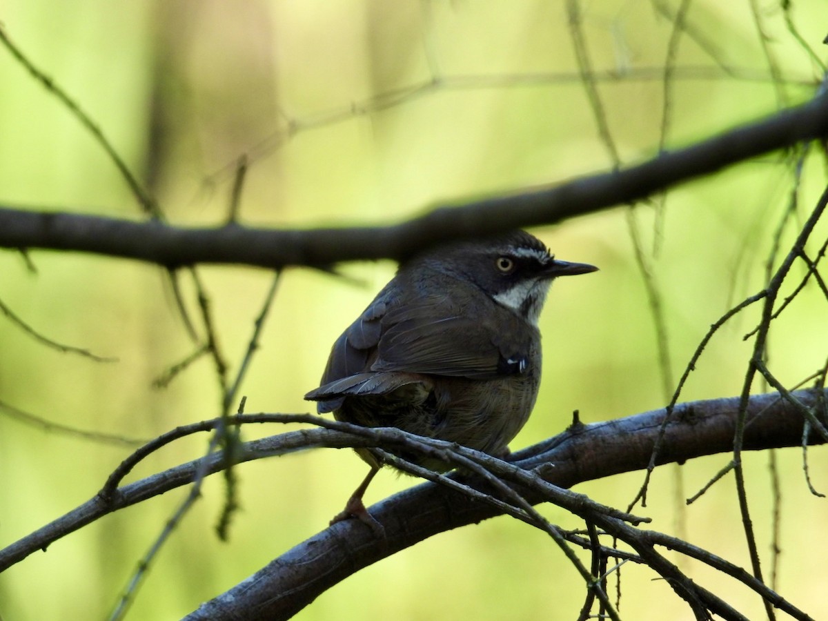 White-browed Scrubwren - ML645200803