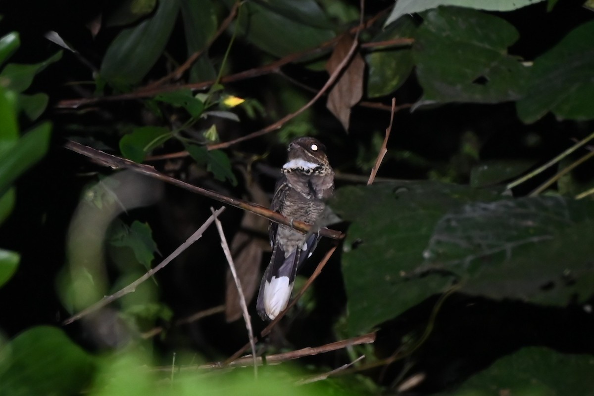 Jerdon's Nightjar - ML645200804