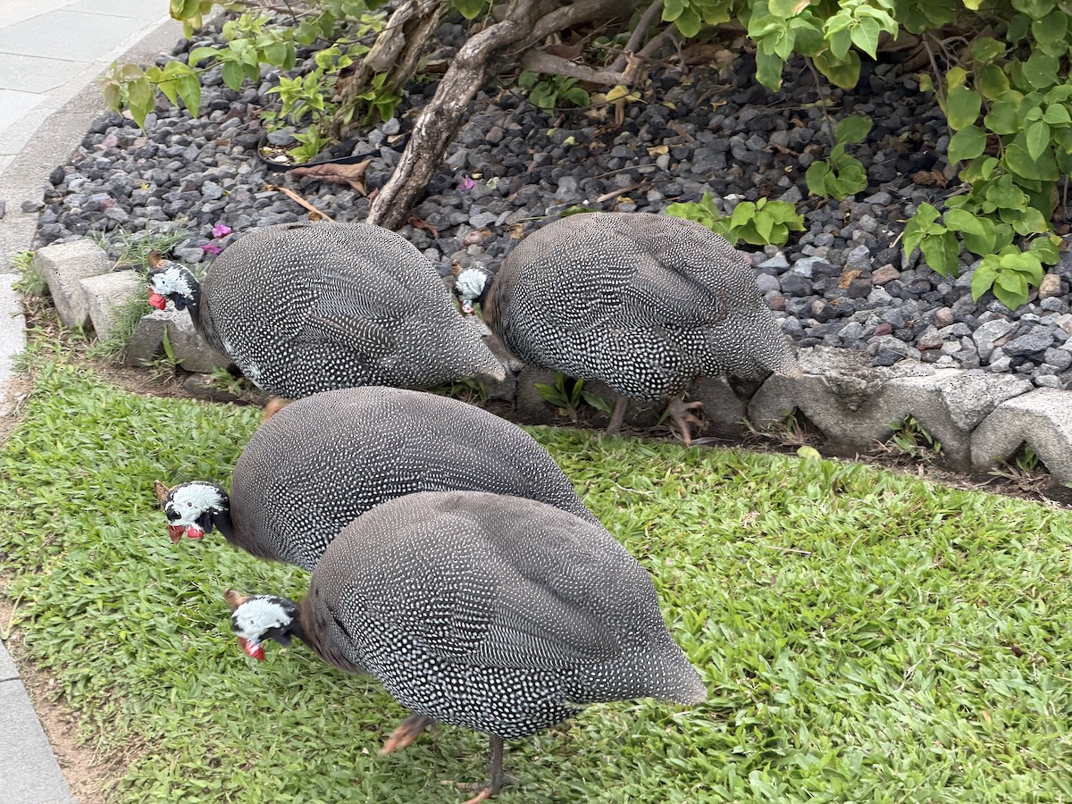 Helmeted Guineafowl (Domestic type) - ML645200806