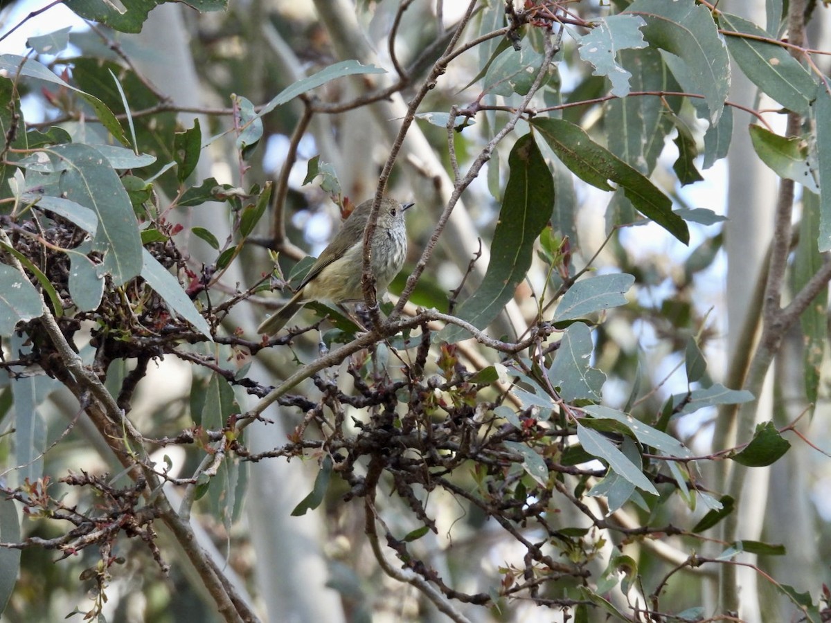 Brown Thornbill - ML645200807