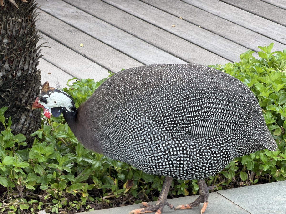 Helmeted Guineafowl (Domestic type) - ML645200808