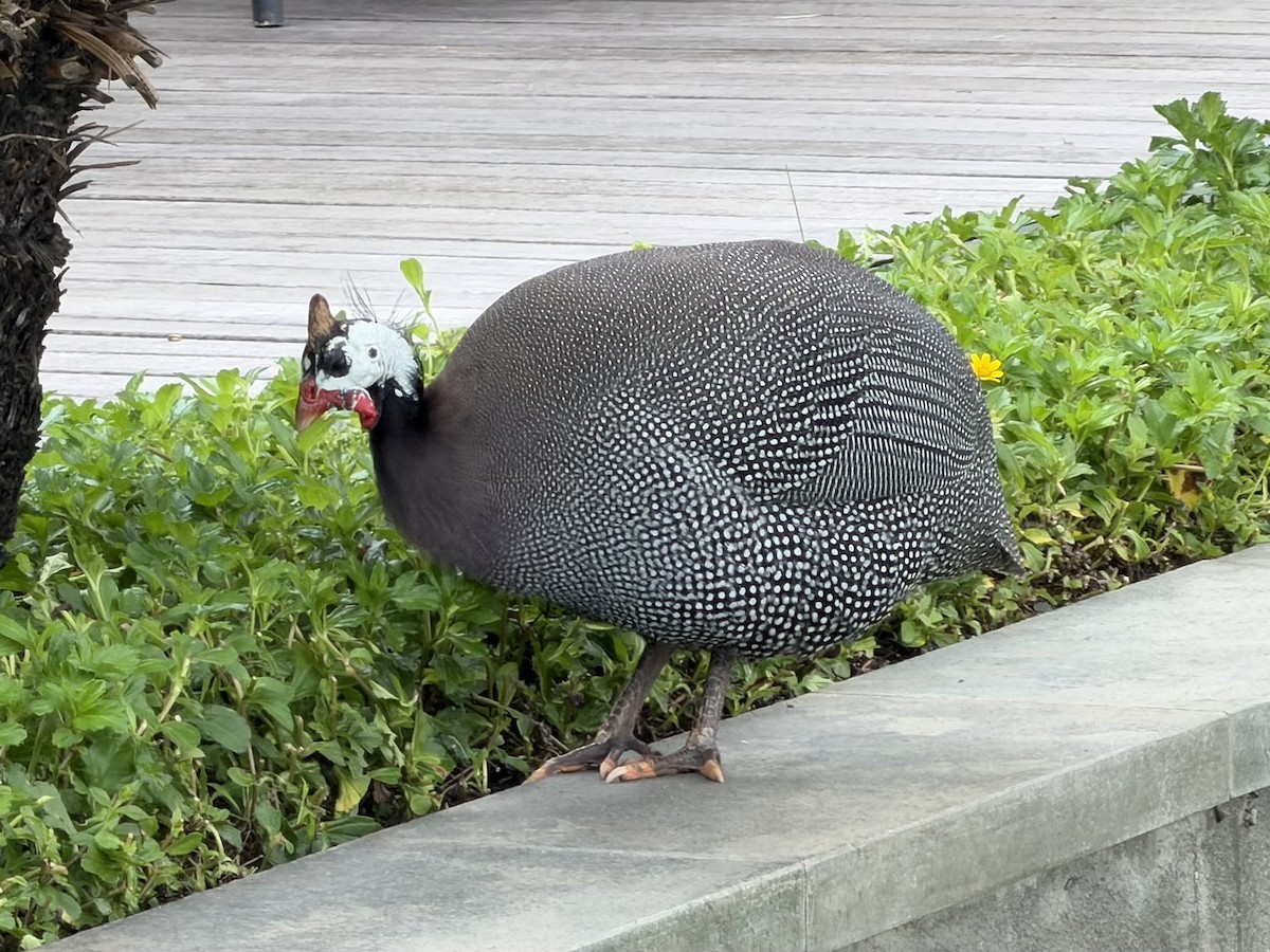 Helmeted Guineafowl (Domestic type) - ML645200809