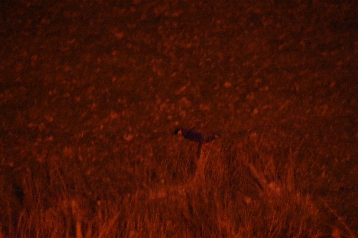 South Island Takahe - ML645200811