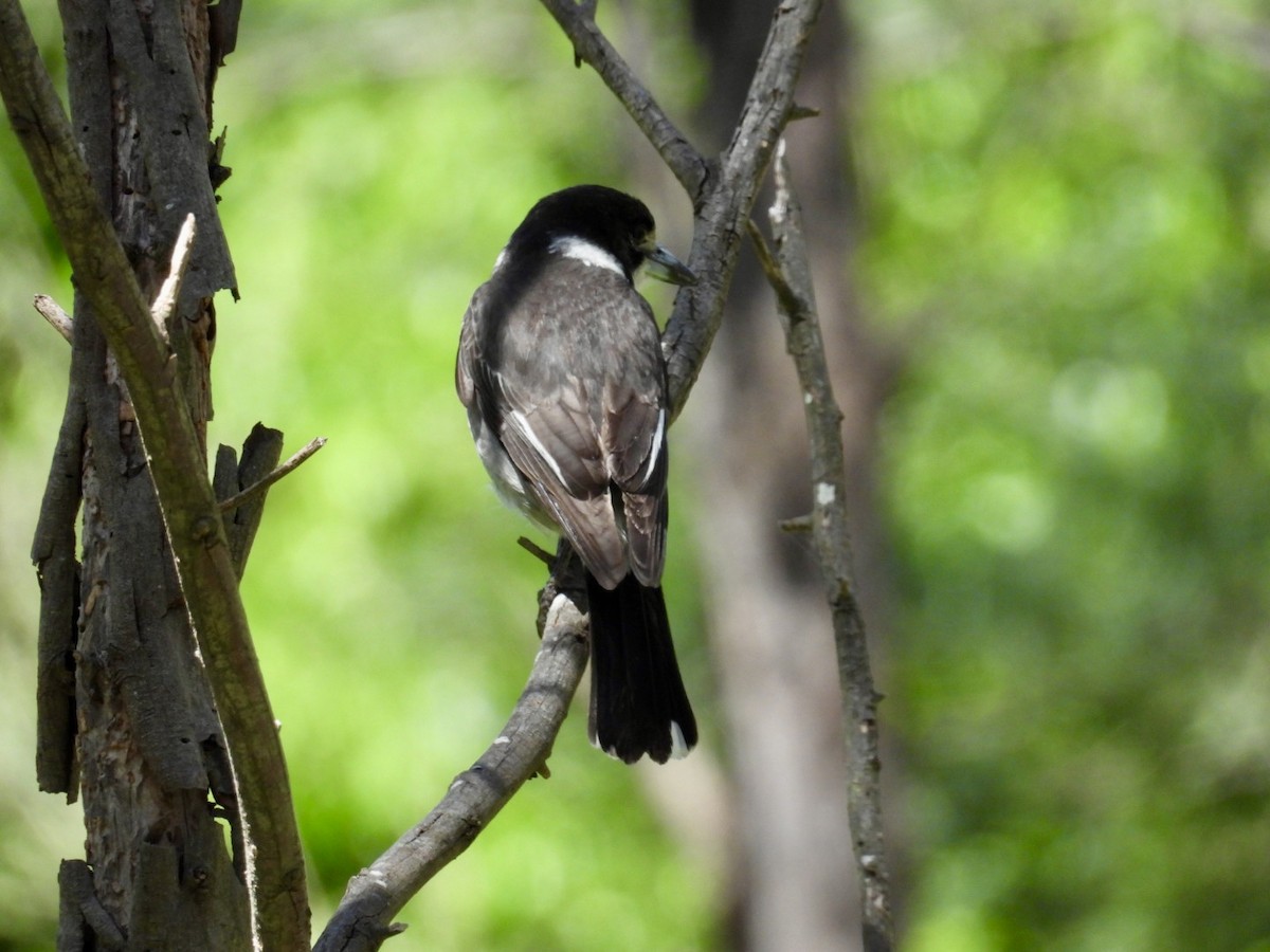 Gray Butcherbird - ML645200812