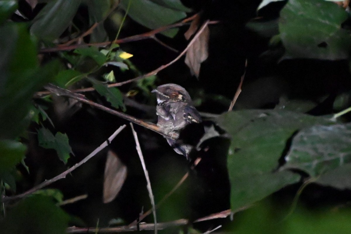 Jerdon's Nightjar - ML645200813