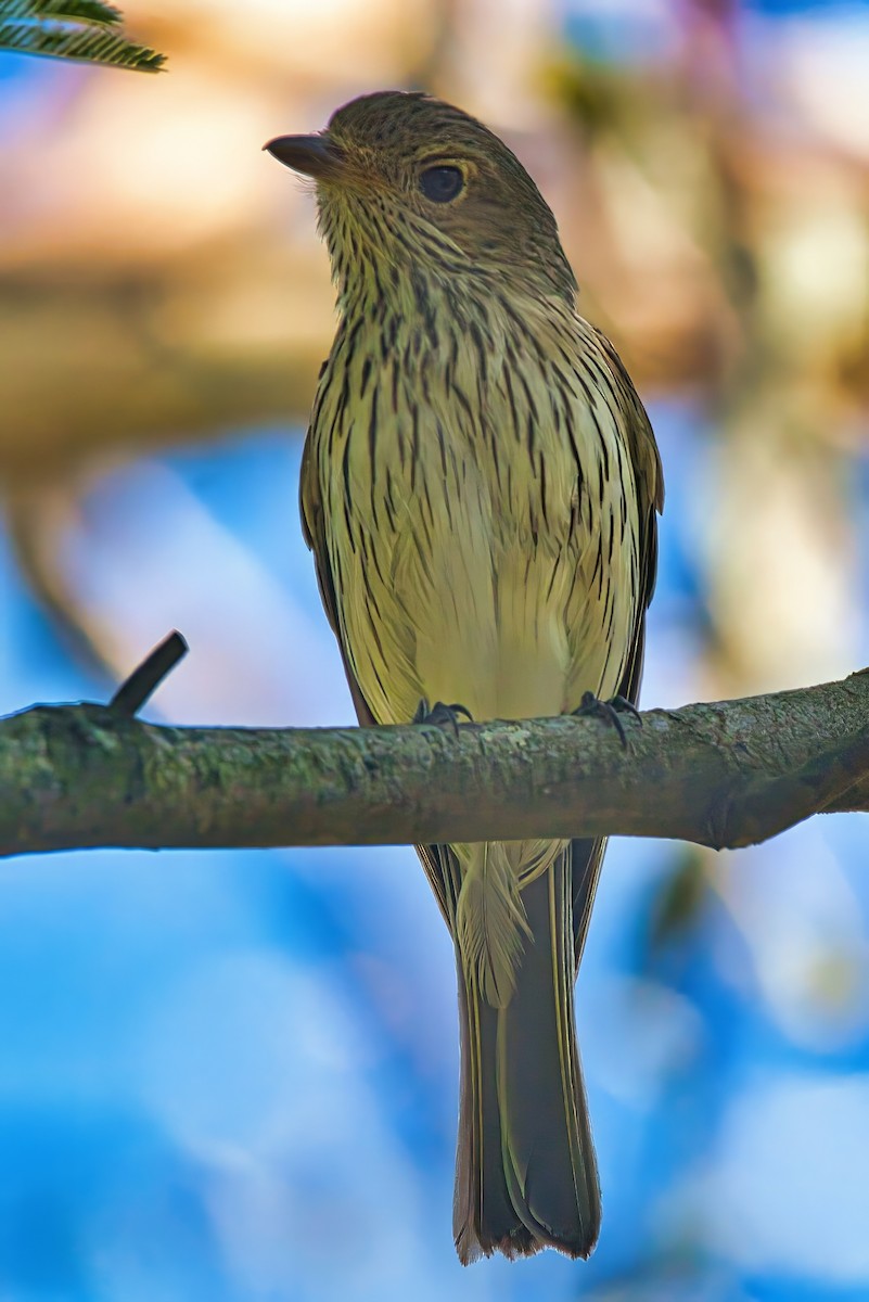 Rufous Whistler - ML645200814