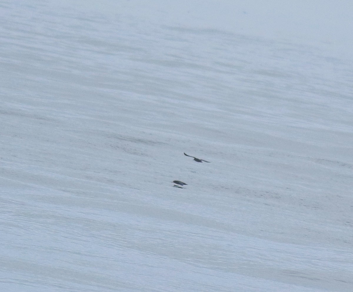 Flesh-footed Shearwater - ML645200815