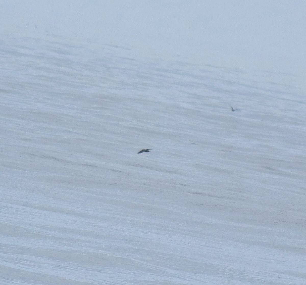 Flesh-footed Shearwater - ML645200816