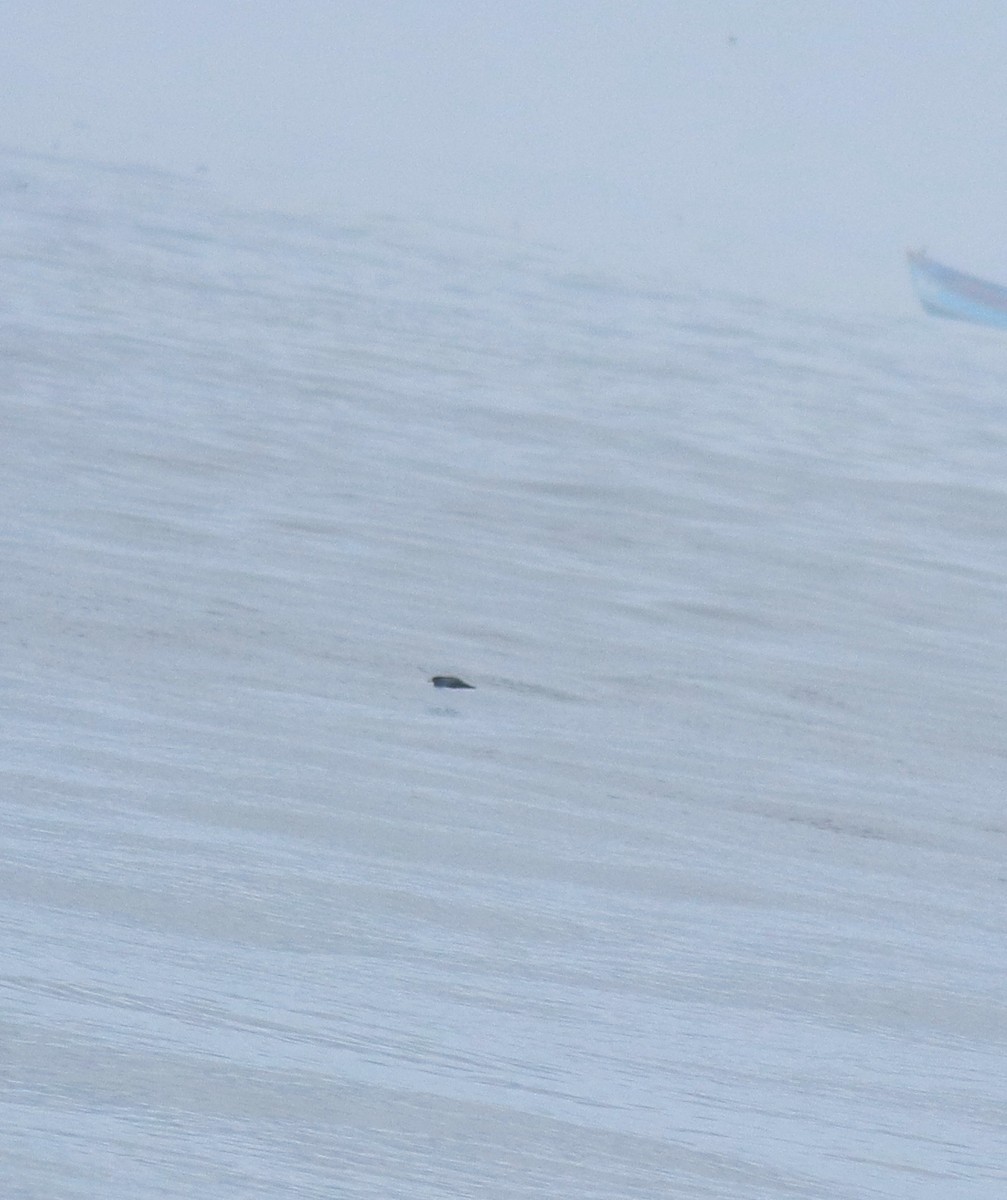 Flesh-footed Shearwater - ML645200817