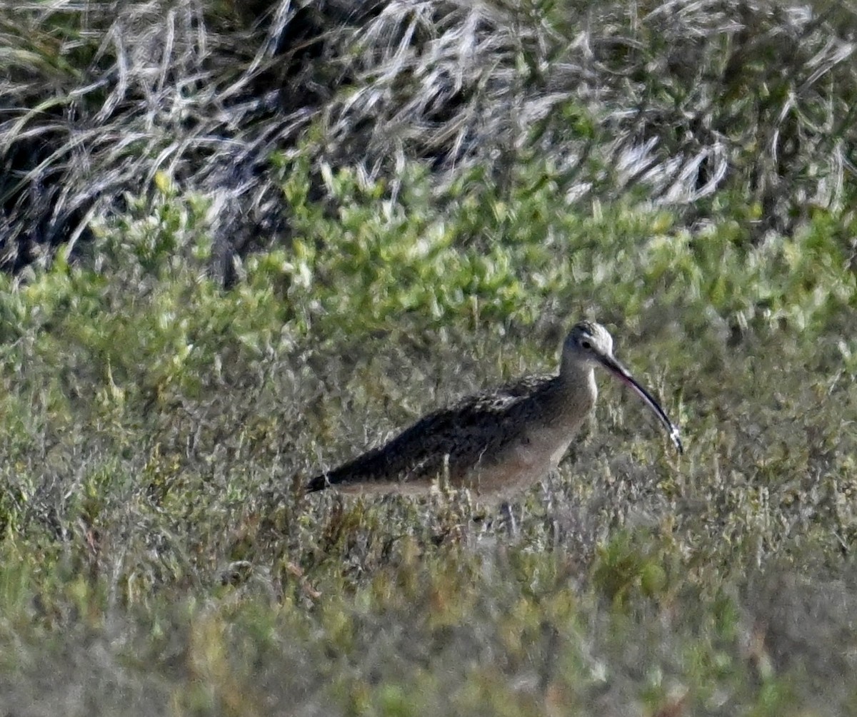 Long-billed Curlew - ML645200821