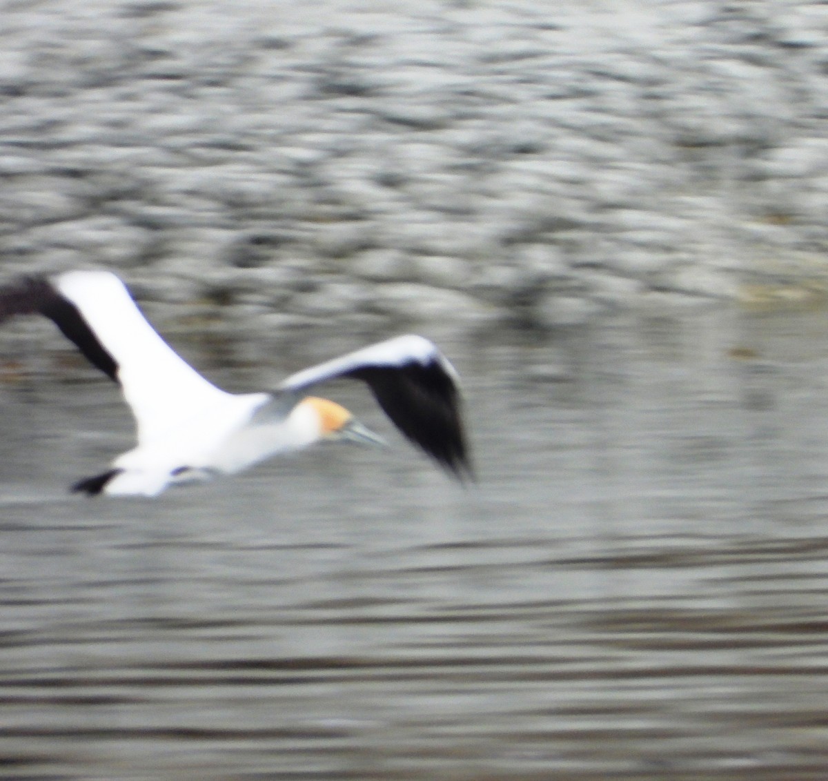 Australasian Gannet - ML645200824