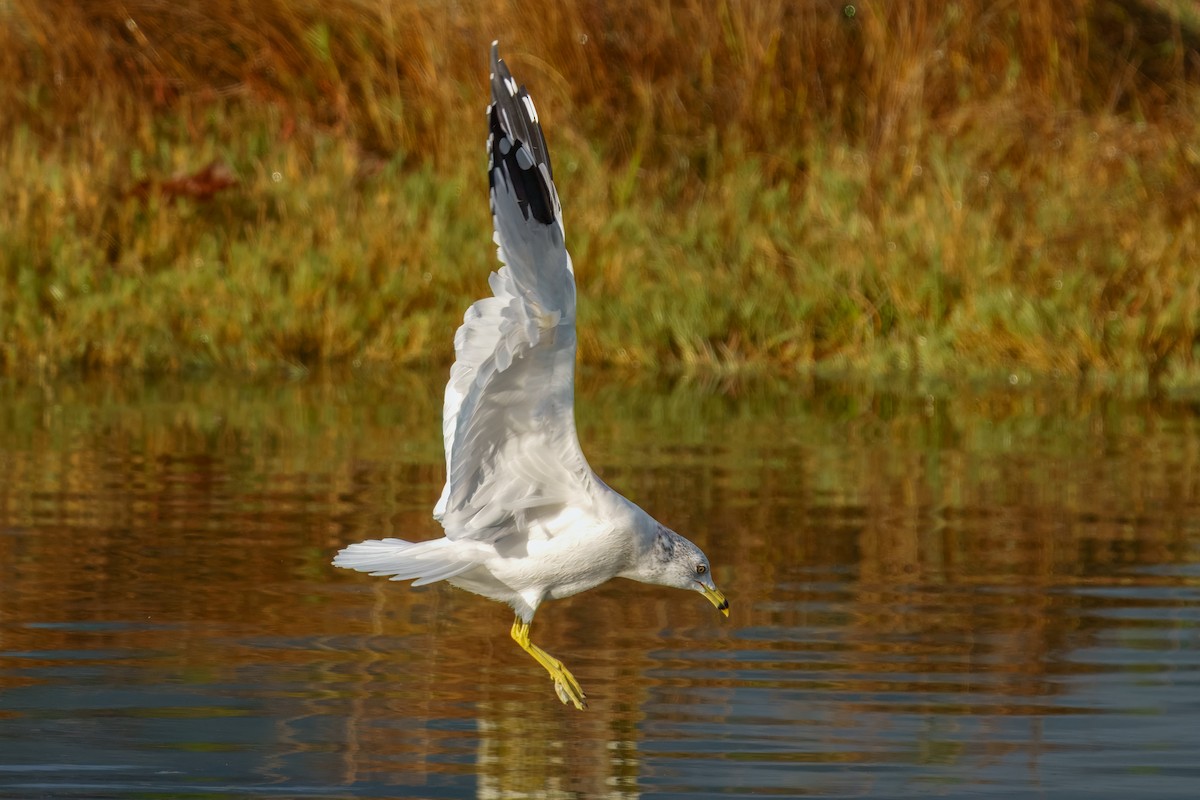 Ring-billed Gull - ML645200838
