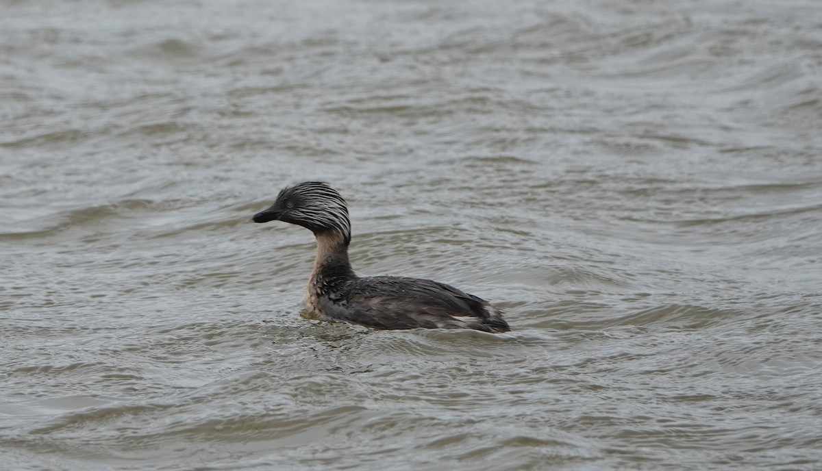 Hoary-headed Grebe - ML645200854