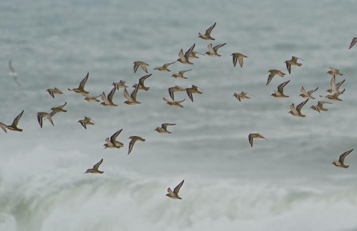 Сивка звичайна - ML645200856