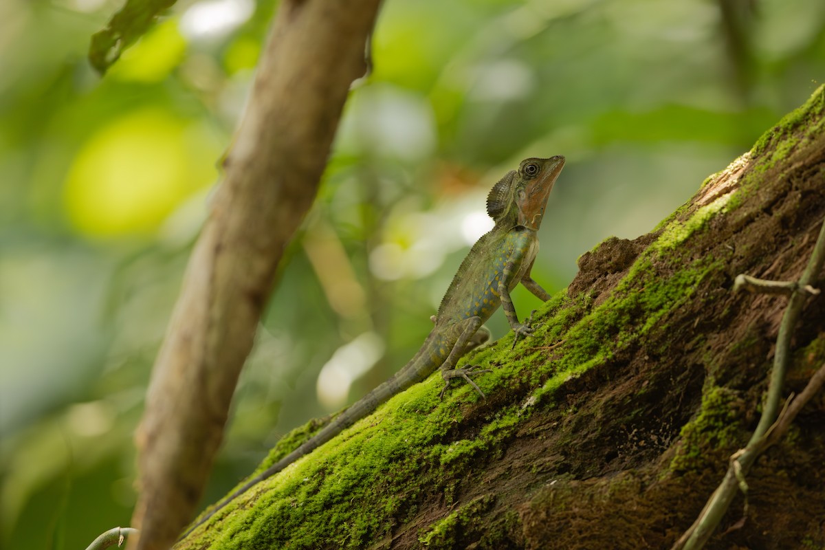 火冠蜥 - ML645200857