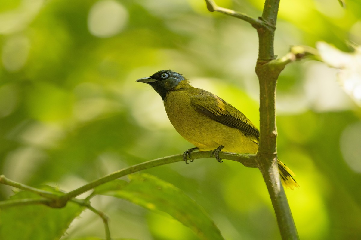 Black-headed Bulbul - ML645200886