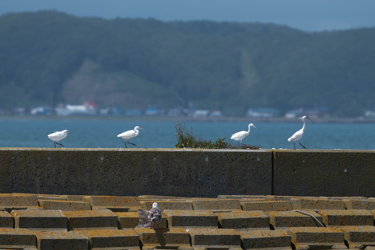 カラシラサギ - ML645200903