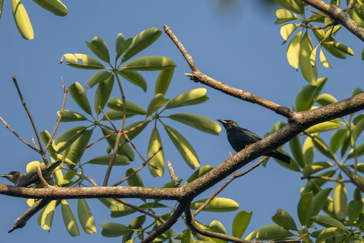 špaček rudooký - ML645200948