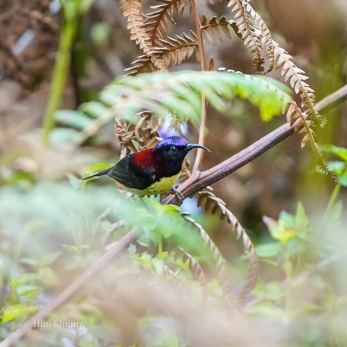 Black-throated Sunbird - ML645200951