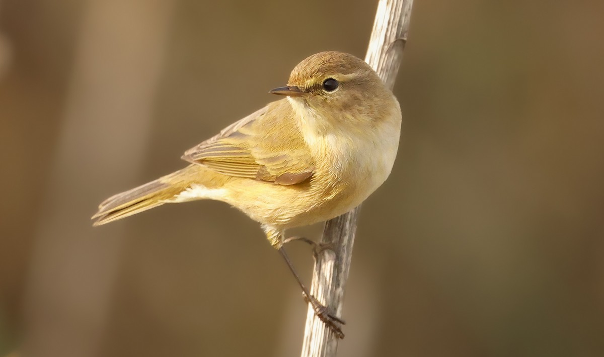 Common Chiffchaff - ML645200955