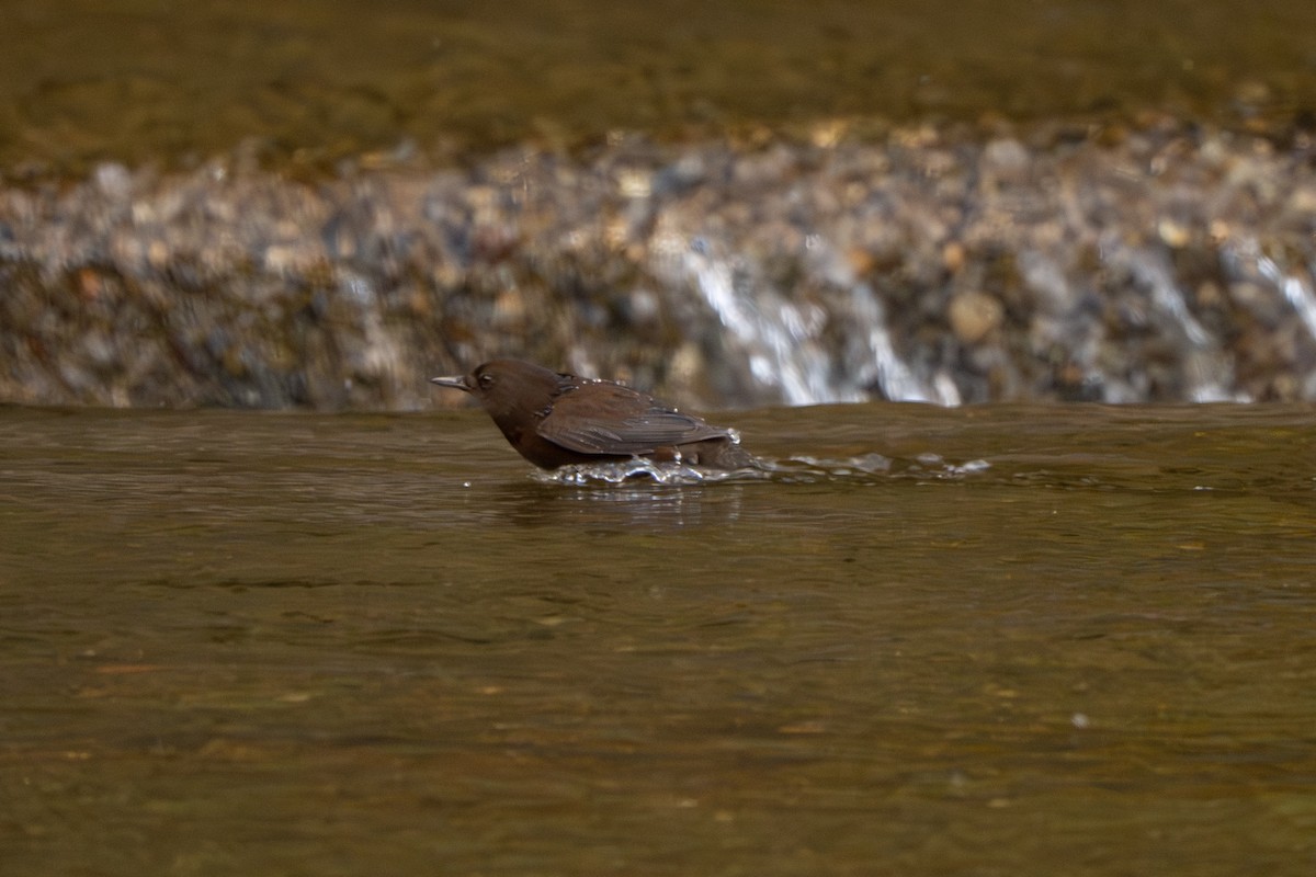 Brown Dipper - ML645200963